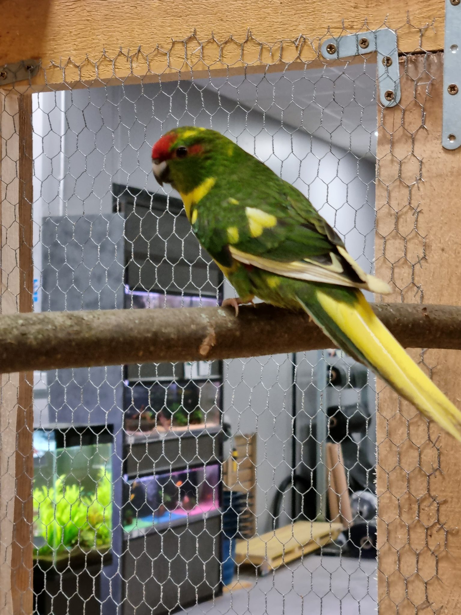 Kakariki panachée Biodiv'e